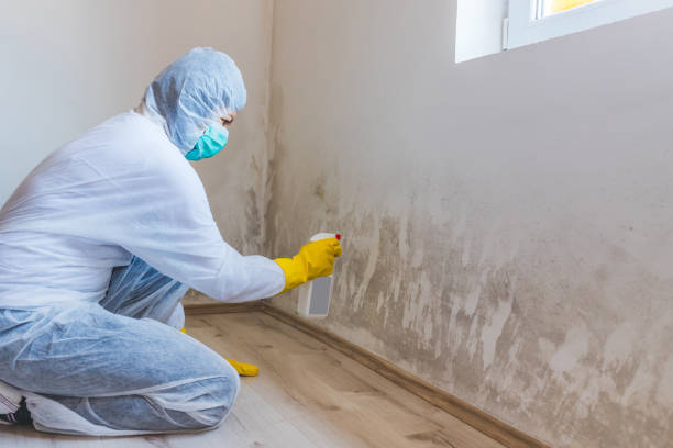 Licensed Mold Removal service in Hudsonville, MI - Car Mold Remediation